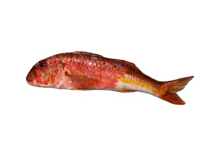 Salmonete