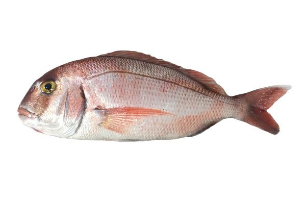 Pargo