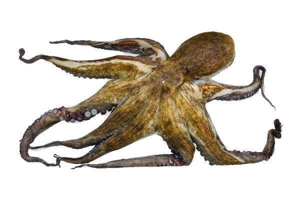 Pulpo